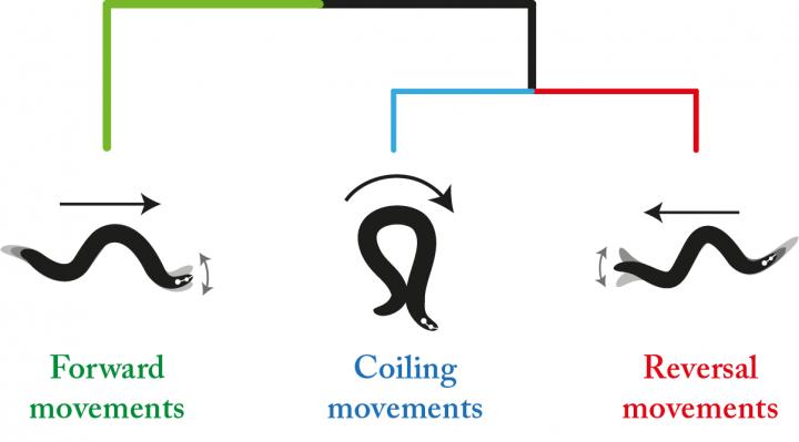 線虫C.Eleganceの這う動きにおける微妙な差異