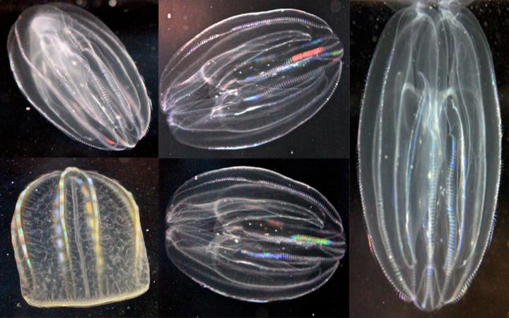 Comb Jellies