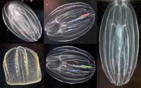 Comb Jellies