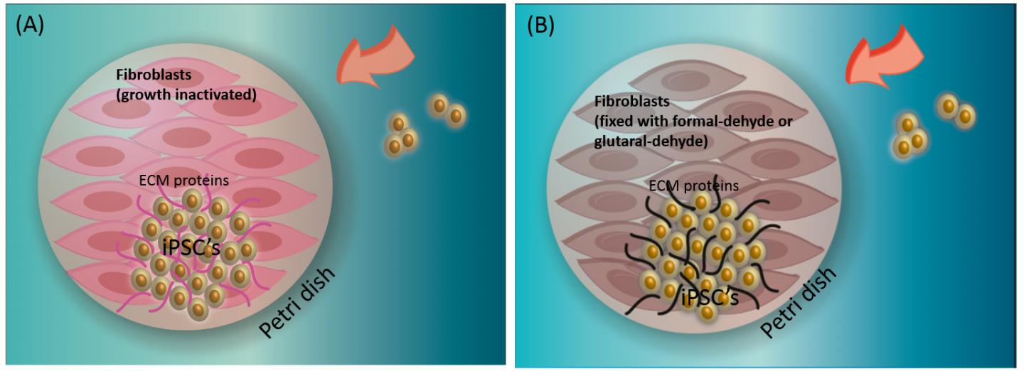 Stem Cell Growth Comparison