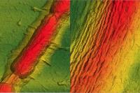 Graphene Ripples