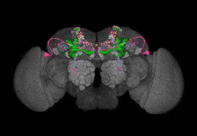 New Brain Component in <i>Drosophila</i> Memory Formation (2 of 2)