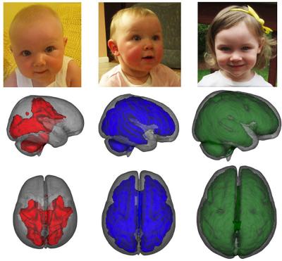 Myelinated White Matter