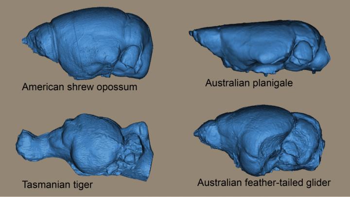 Endocast images