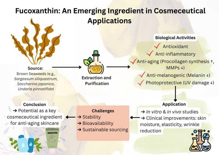 Graphical Abstract