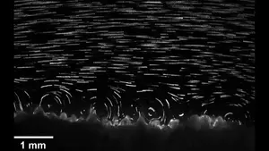 Ciliary motion