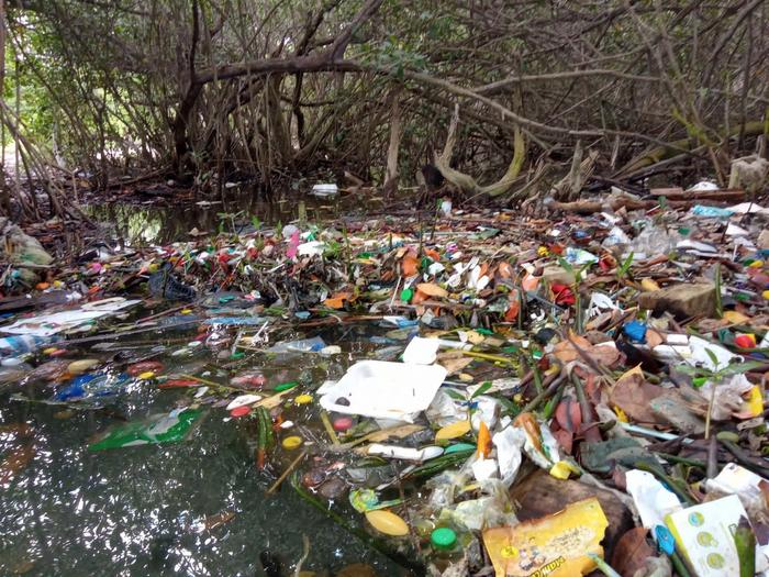 La basura invade los manglares de los países tropicales