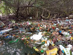 Litter invades the mangroves of tropical countries