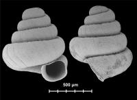 <I>Angustopila subelevata</I> Shell