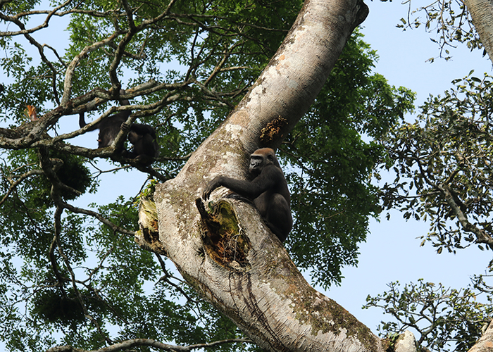 Interspecies interactions between sympatric apes
