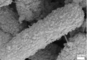 figure 2g