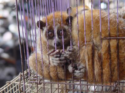Slow Loris