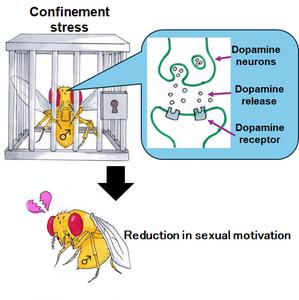 Dopamine mediated persistence of sexual dysfunction due to confinement stress.