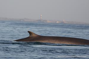 Photo by Sara Golaski for the Namibian Dolphin Project