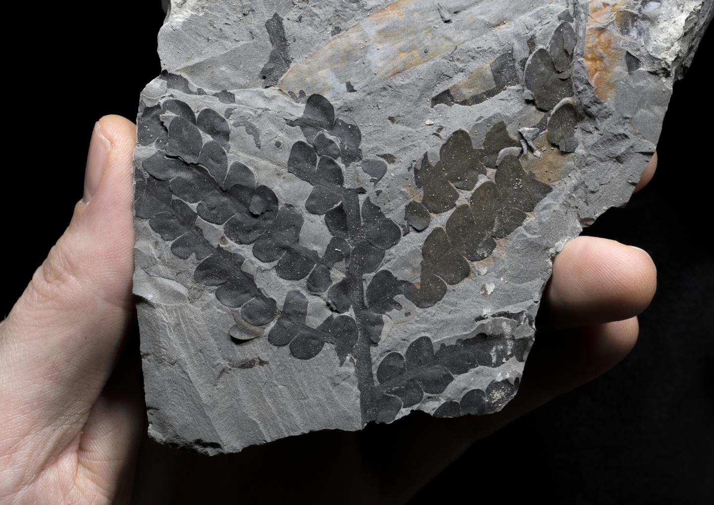 Hidden Cradle of Early Plant Evolution Discovered in the Middle East (5 ...
