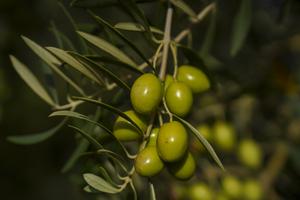 Olives