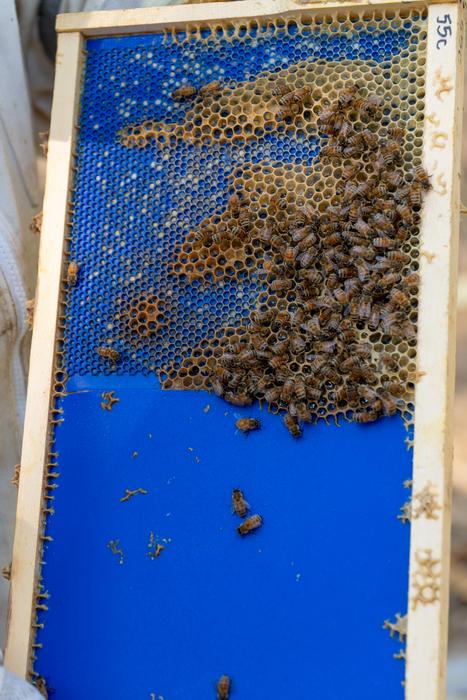 Orit Peleg - honeycomb photo