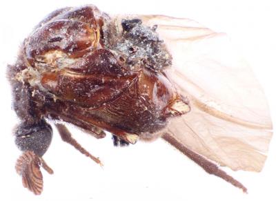 <i>Rhipidocyrtus muiri</i>