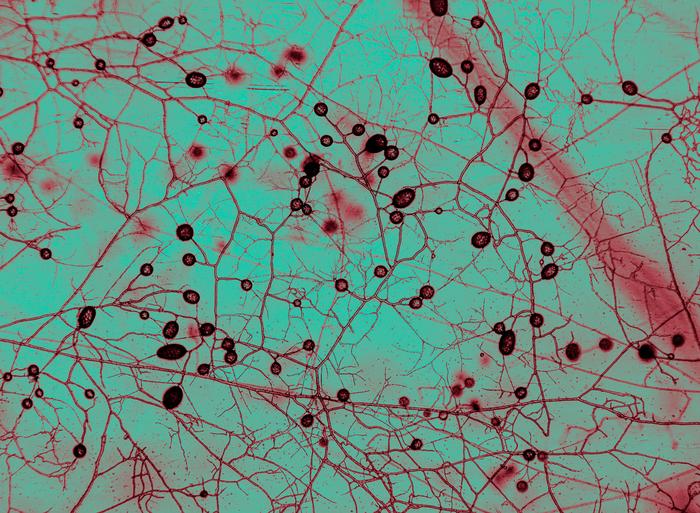 Mycorrhizal fungi