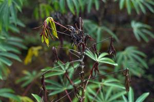 Cassava Witches' Broom Disease