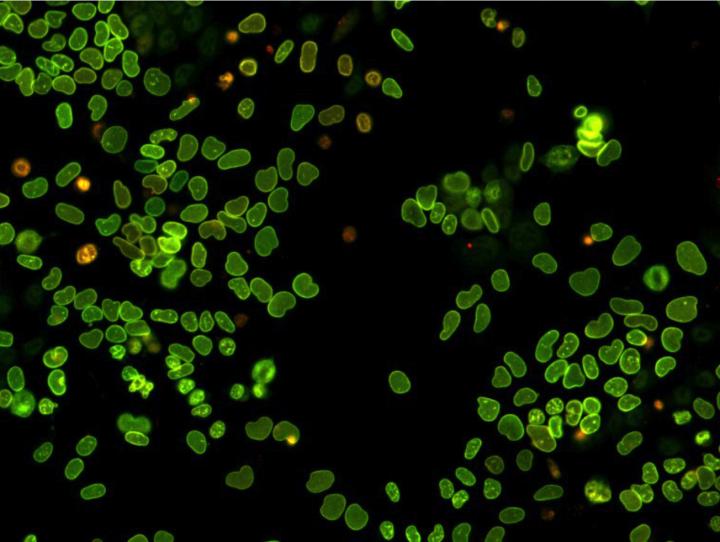 Embryonic Stem Cells Expressing a Fluorescent Timer