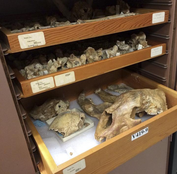 Fossils