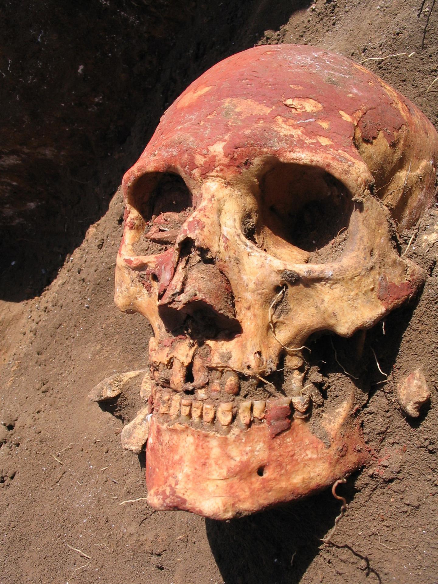 A Yamnaya Skull