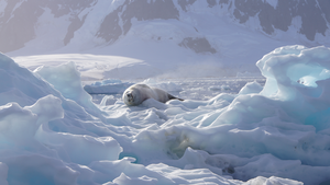 Crabeater Seal