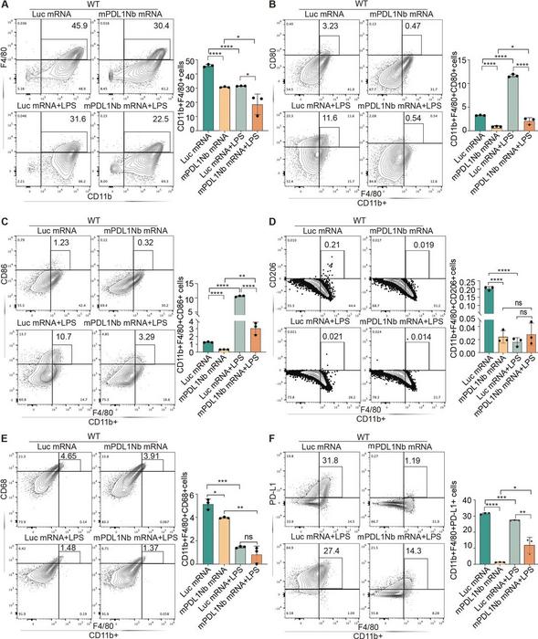 mPDL1Nb mRNA-LNP treatment inhibits BMDM differentiation and maturation and reduces PD-L1, CD80, CD86 and CD206 expression.
