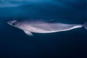 A Harbor Porpoise Under the Surface