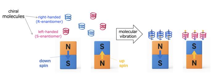 Fig1. Principle of chiral molecule adhesion to magnets