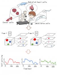 Workflow of the method