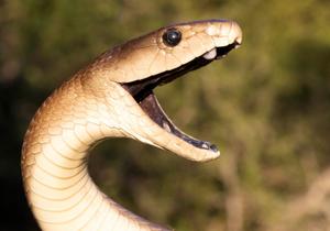 Black Mamba