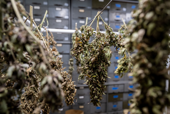 Drying hemp