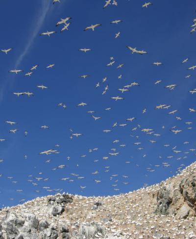 Gannet Colony