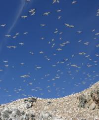 Gannet Colony