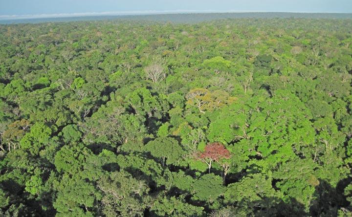 Amazon Tropical Rainforest