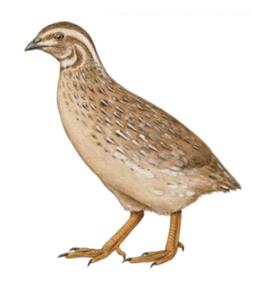 São Vicente Quail