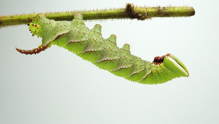 251207-Sugiura-Sounds-Larva