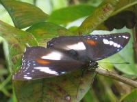Hypolimnas Bolina Female