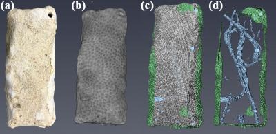 Coral Skeleton Sample