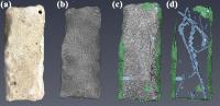 Coral Skeleton Sample