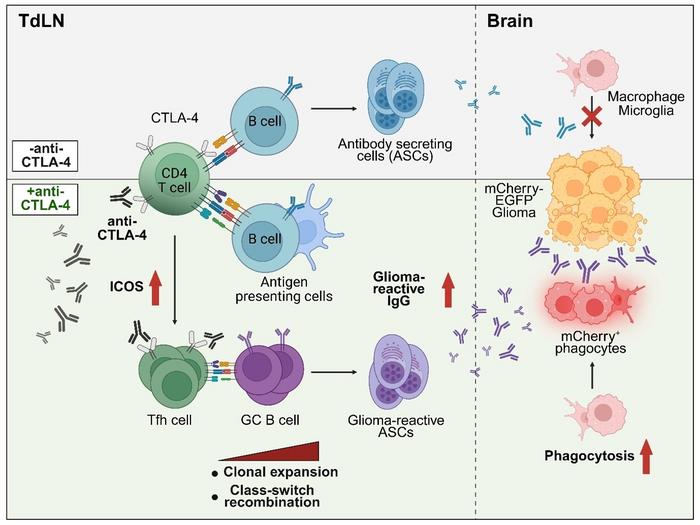 KAIST Uncovers the “Hidden Key” to Immunotherapy for Intractable Brain Tumors