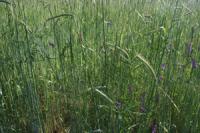 Hairy Vetch and Cereal Rye Cover Crop