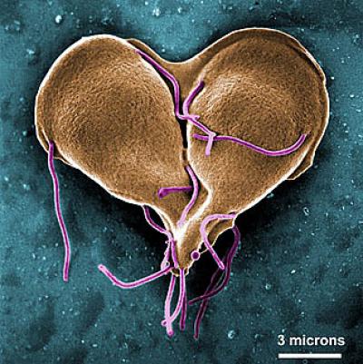<i>Giardia lamblia</i>