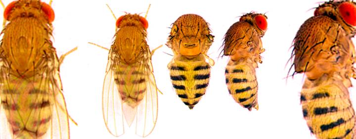 Fruit Flies and Human Health