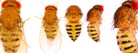 Fruit Flies and Human Health