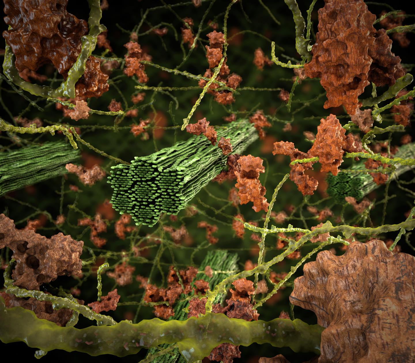 Biomass Recalcitrance Simulation