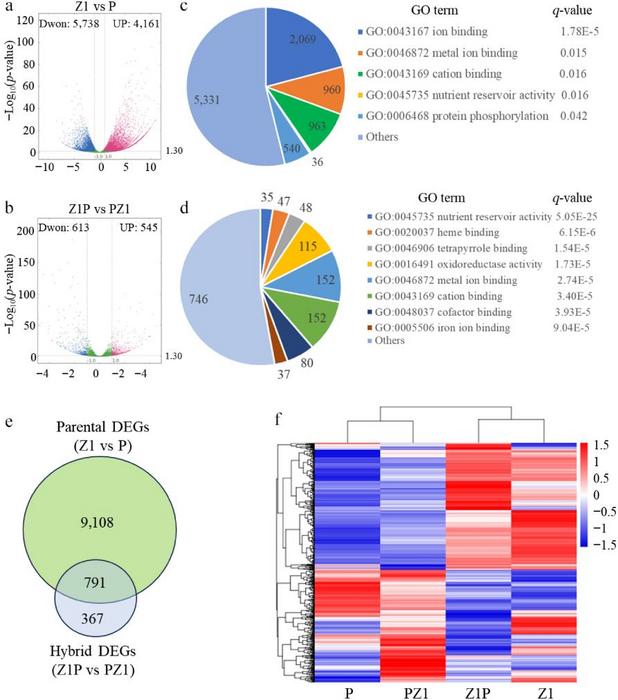 Figure 2. Identification of different expression genes (DEGs) between parents Z1 and P (parent DEGs), and between reciprocal hybrids Z1P and PZ1 (hybrid DEGs).