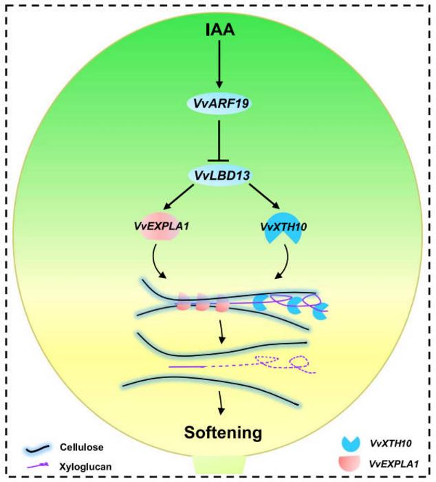 A model of VvARF19-mediated negative regulation of softening in grape berries by suppressing the transcription of VvLBD13.